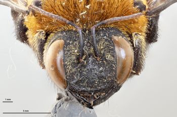 Media type: image;   Entomology 810854 Aspect: head frontal view